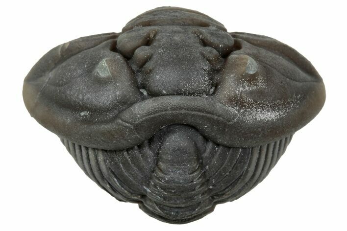 Wide Enrolled Flexicalymene Trilobite - Mt Orab, Ohio #347266